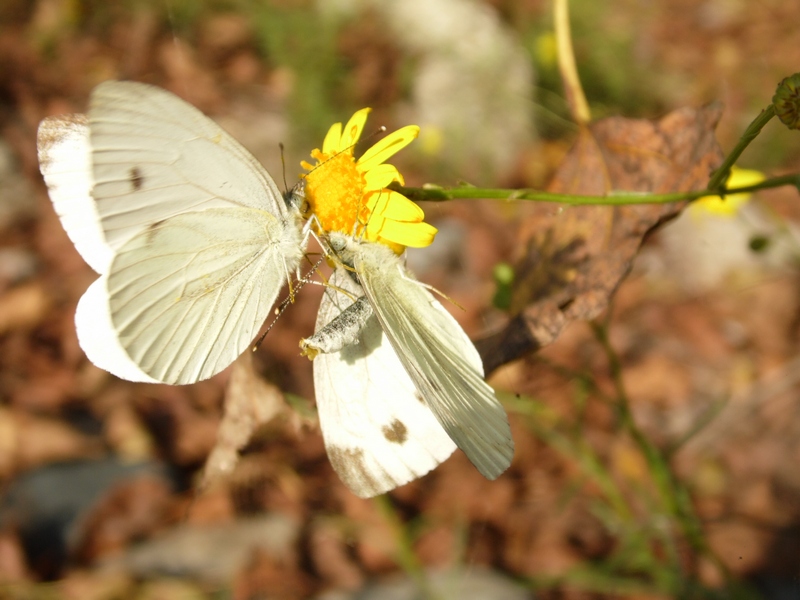 Identificazione Pieris.